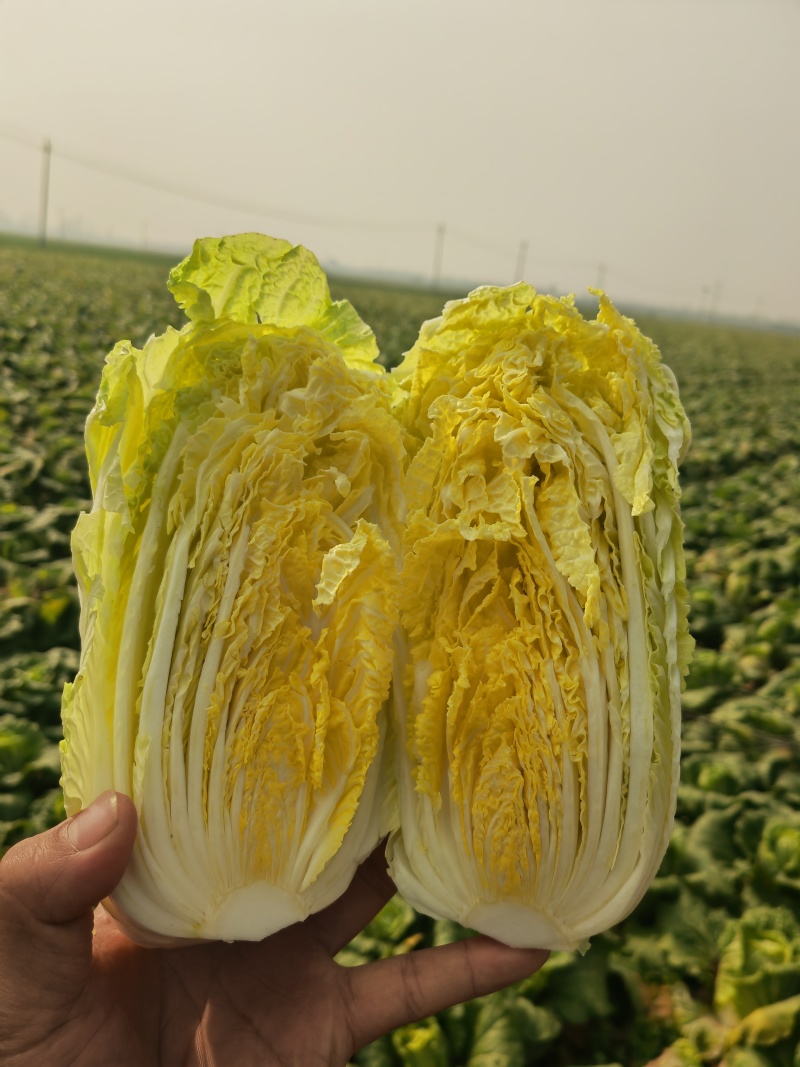 湖北大娃娃菜，产地直发品质保证市场商超配送中心合作共赢