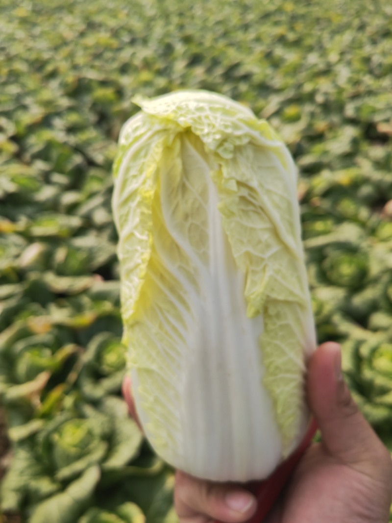 湖北大娃娃菜，产地直发品质保证市场商超配送中心合作共赢