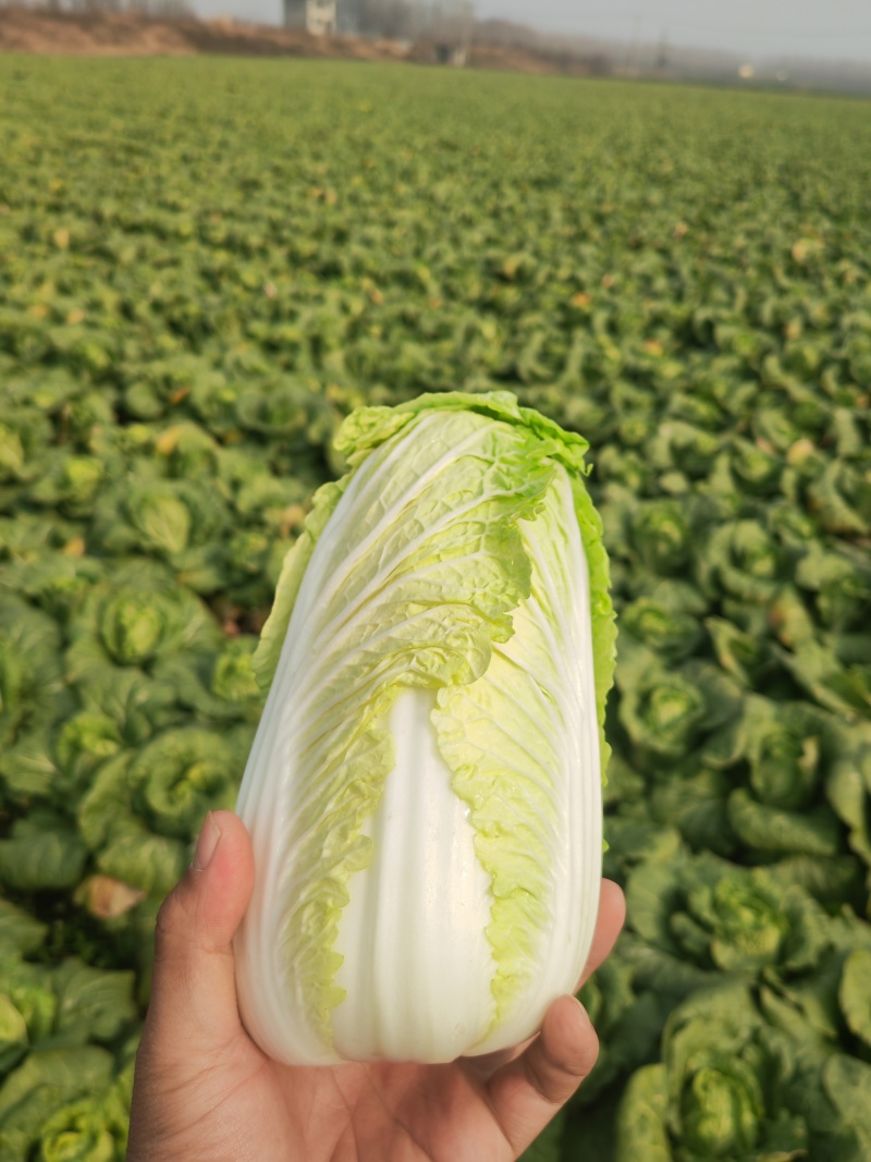 湖北大娃娃菜，产地直发品质保证市场商超配送中心合作共赢