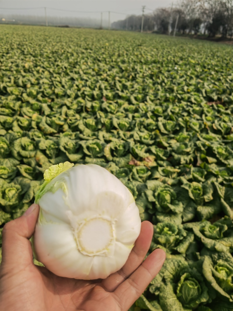 湖北大娃娃菜，产地直发品质保证市场商超配送中心合作共赢