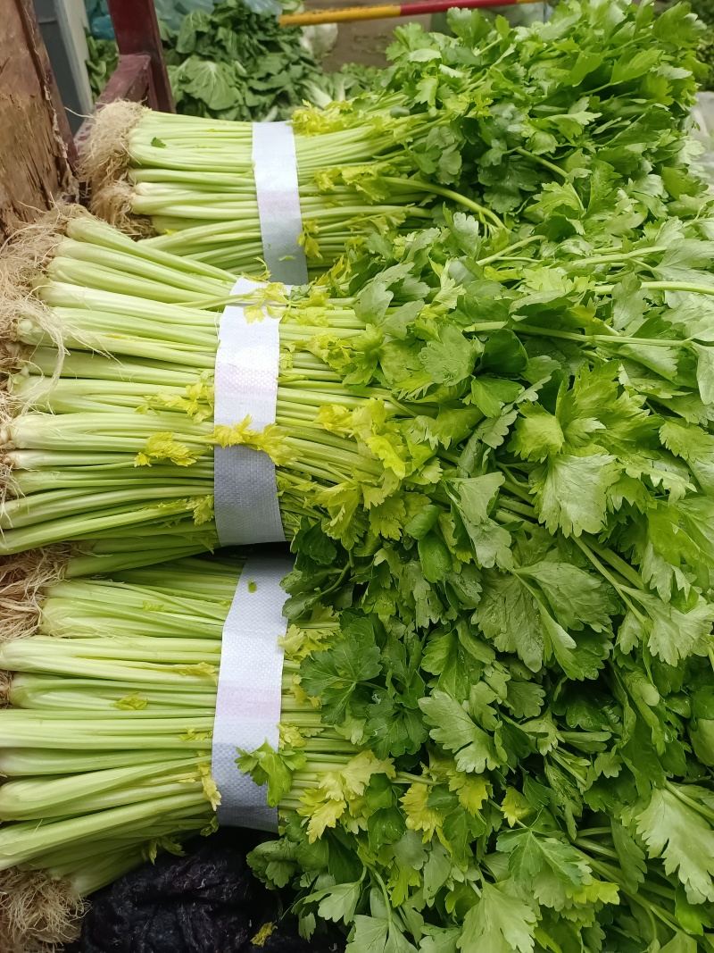 芹菜(小页实杆)产地直销：视频看货(现货)