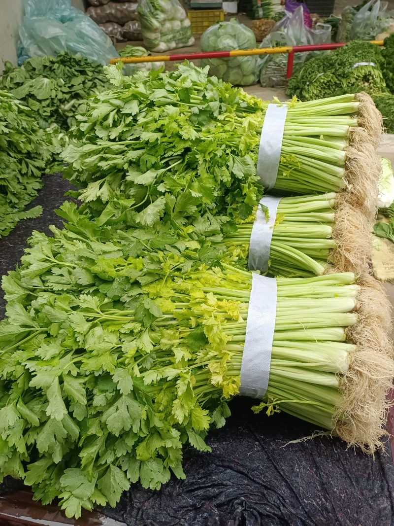 芹菜(小页实杆)产地直销：视频看货(现货)