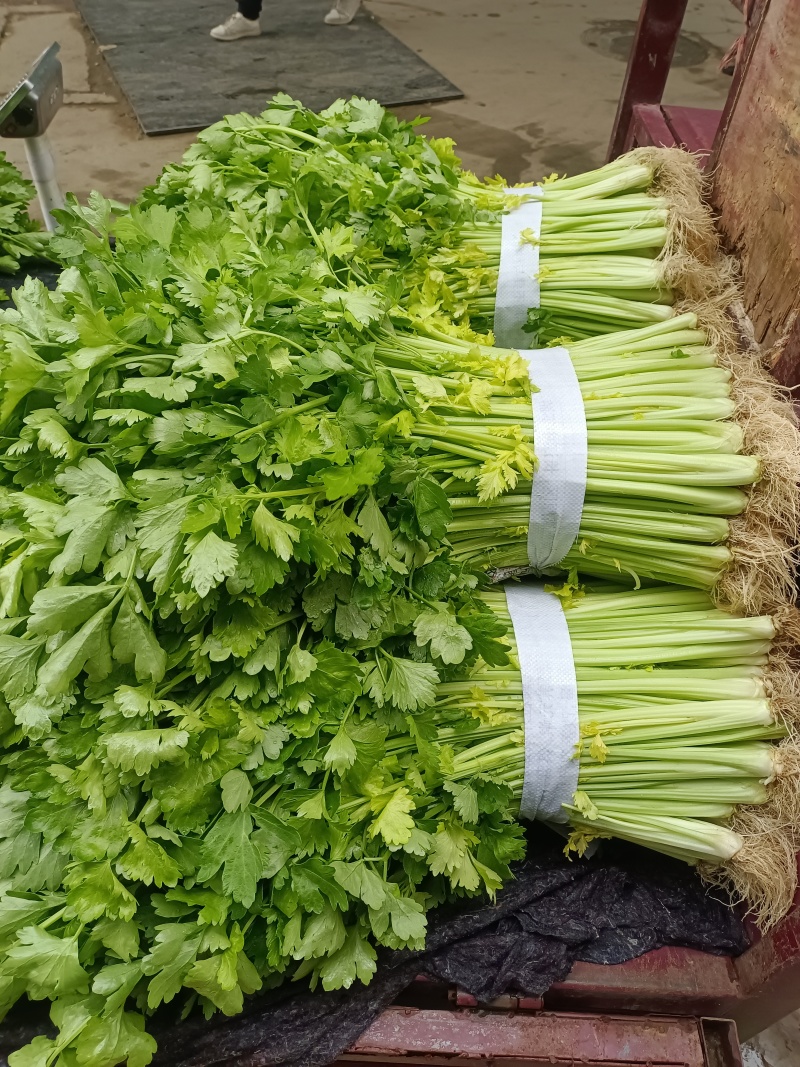 芹菜(小页实杆)产地直销：视频看货(现货)