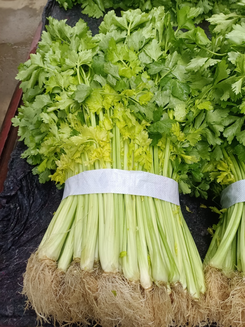 芹菜(小页实杆)产地直销：视频看货(现货)