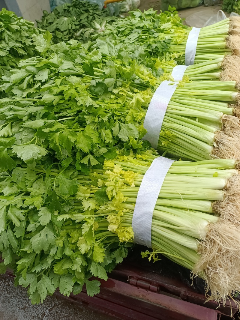 芹菜(小页实杆)产地直销：视频看货(现货)