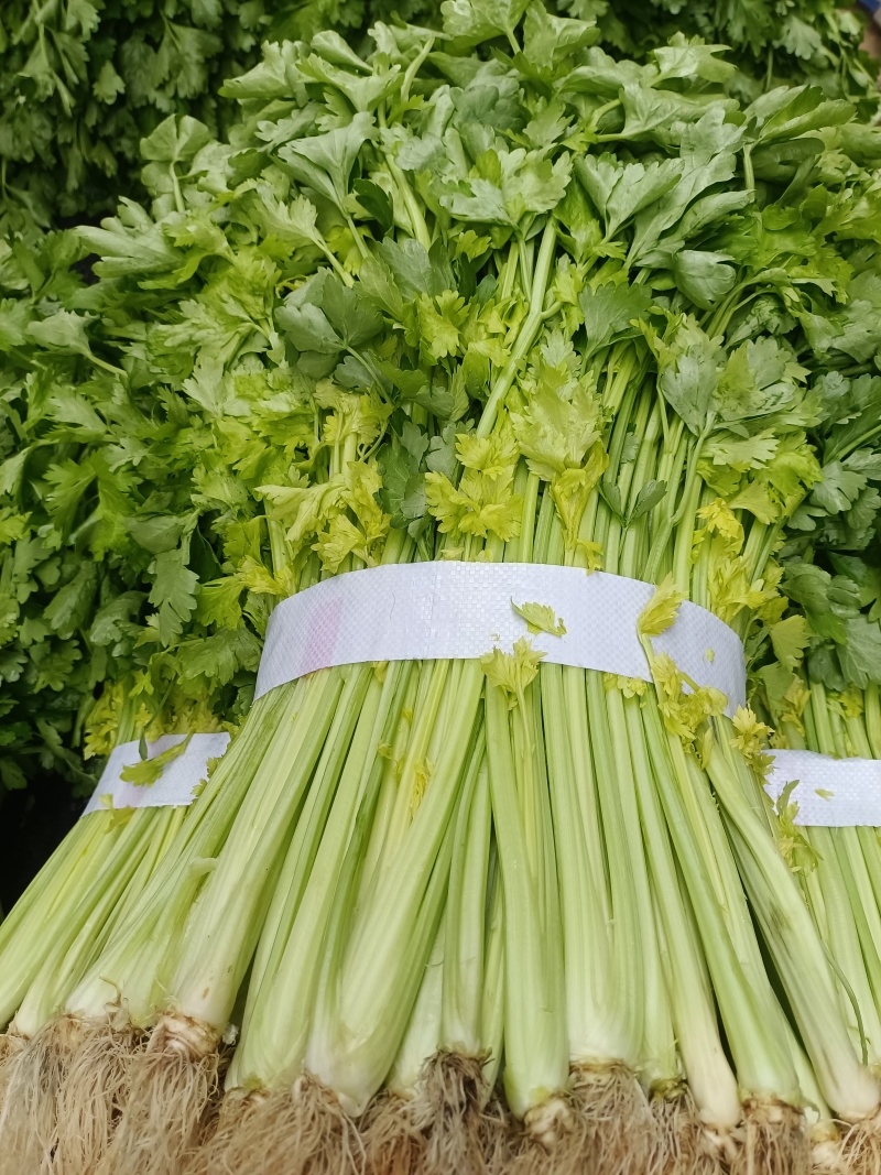 芹菜(小页实杆)产地直销：视频看货(现货)