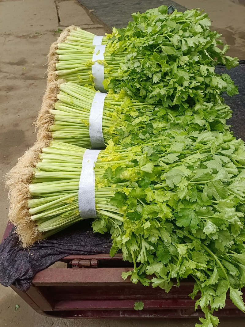芹菜(小页实杆)产地直销：视频看货(现货)
