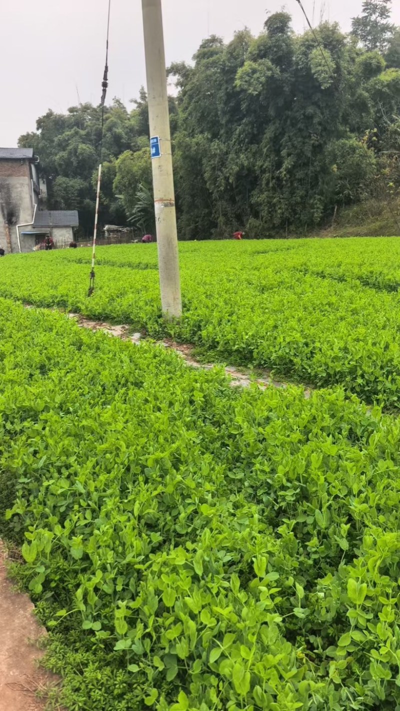 四川遂宁新鲜豌豆尖
