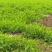 四川遂宁新鲜豌豆尖