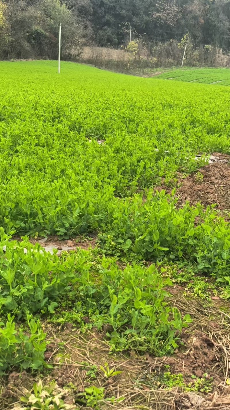 四川遂宁新鲜豌豆尖