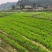 四川遂宁新鲜豌豆尖
