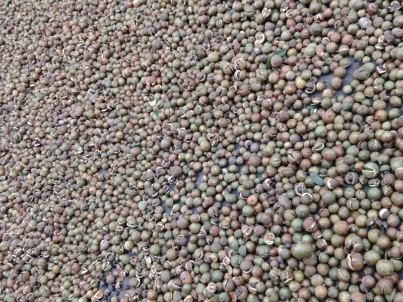 山茶油
