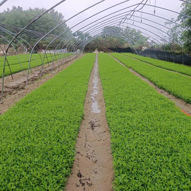 甜叶菊苗