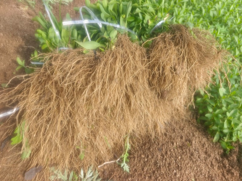 甜叶菊苗