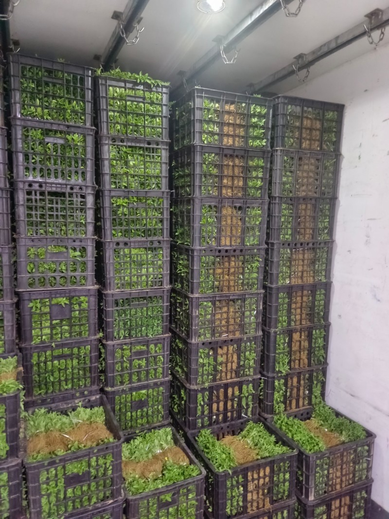 甜叶菊苗