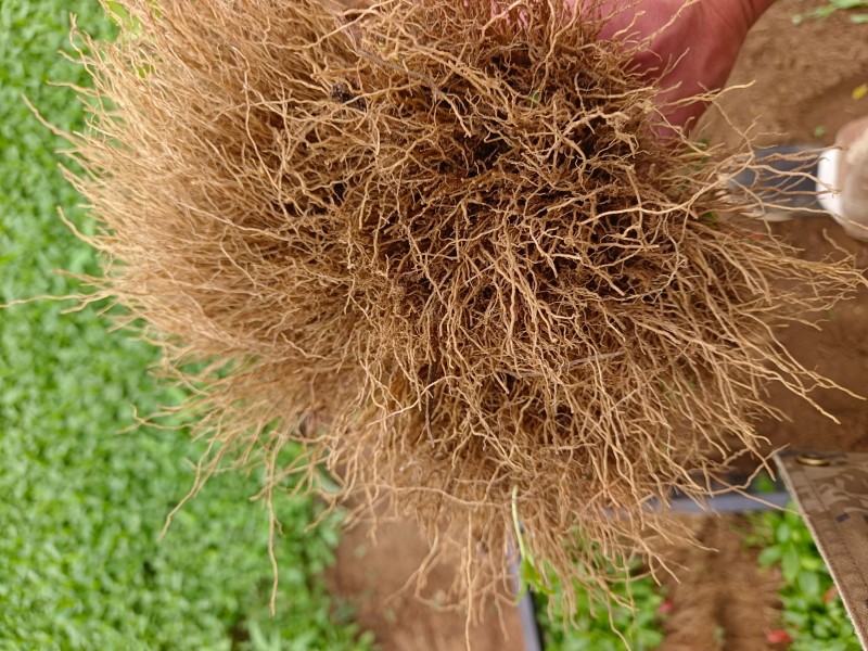 甜叶菊苗