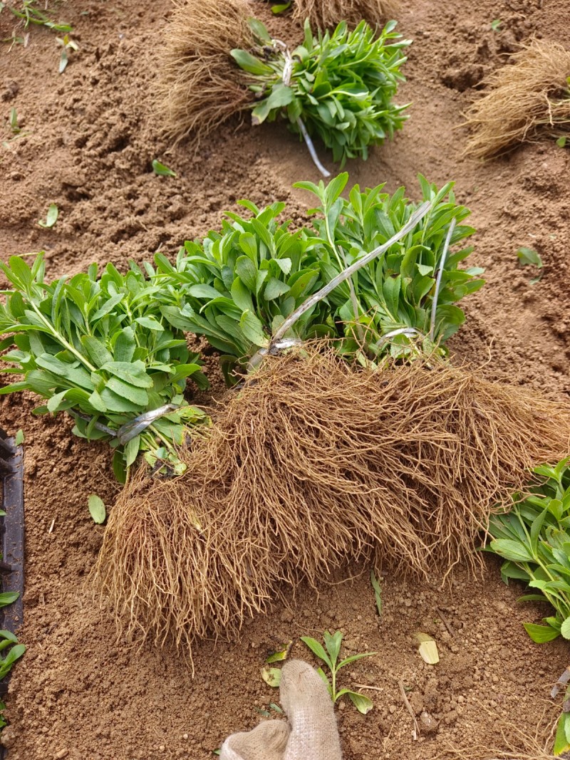 甜叶菊苗