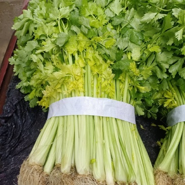 芹菜(小页实杆)产地直销：视频看货(现货)