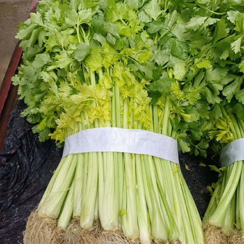 芹菜(小页实杆)产地直销：视频看货(现货)