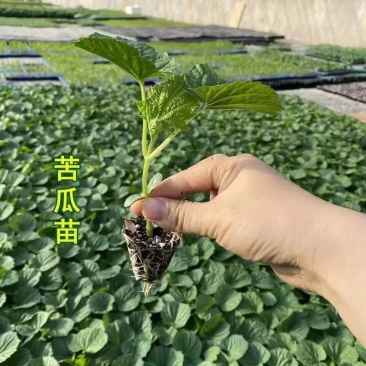 苦瓜苗大肉苦瓜苗翠绿苦瓜苗长绿苦瓜苗荷兰苦瓜苗带土大苗