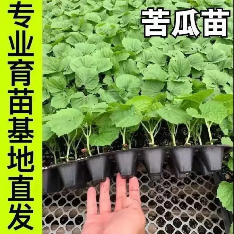 苦瓜苗大肉苦瓜苗翠绿苦瓜苗长绿苦瓜苗荷兰苦瓜苗带土大苗