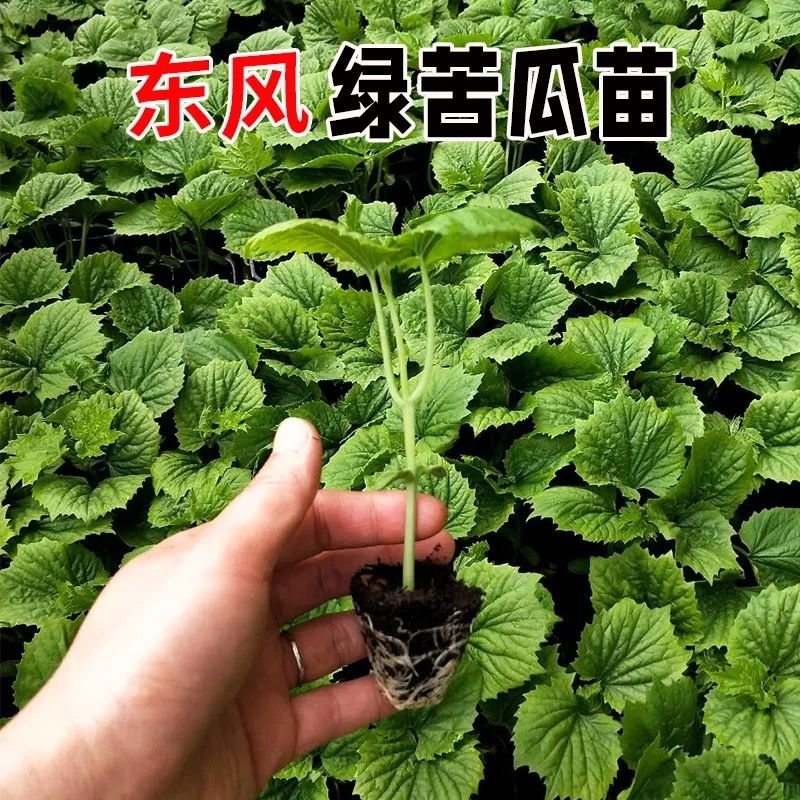 苦瓜苗大肉苦瓜苗翠绿苦瓜苗长绿苦瓜苗荷兰苦瓜苗带土大苗