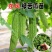 苦瓜苗大肉苦瓜苗翠绿苦瓜苗长绿苦瓜苗荷兰苦瓜苗带土大苗
