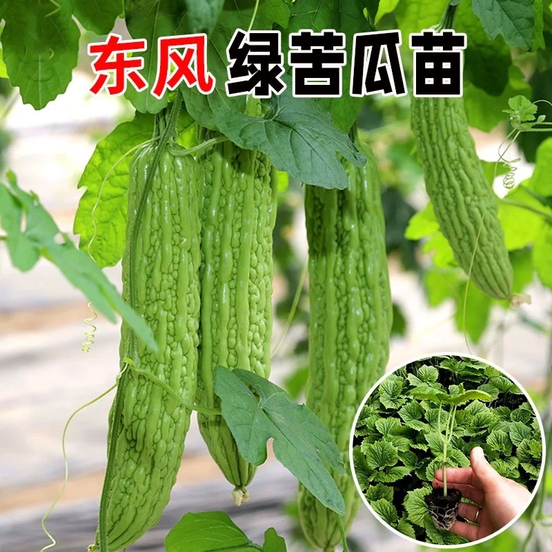 苦瓜苗大肉苦瓜苗翠绿苦瓜苗长绿苦瓜苗荷兰苦瓜苗带土大苗