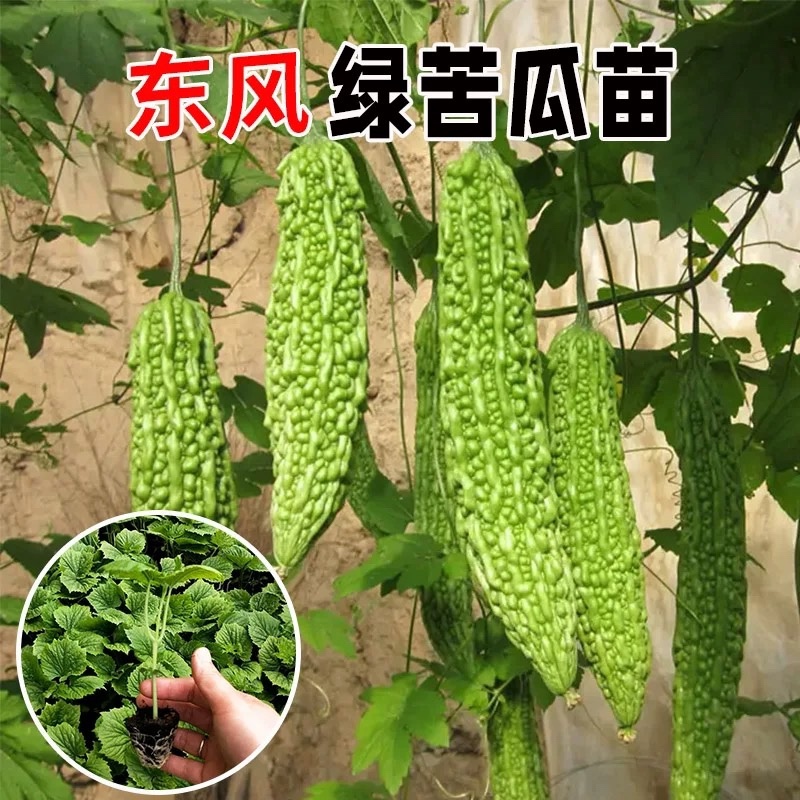 苦瓜苗大肉苦瓜苗翠绿苦瓜苗长绿苦瓜苗荷兰苦瓜苗带土大苗