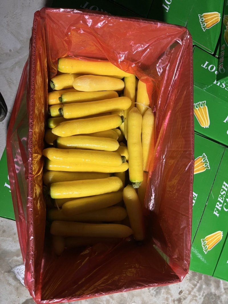 黄胡萝卜/大小均匀/水洗/土货装袋，产地直供！