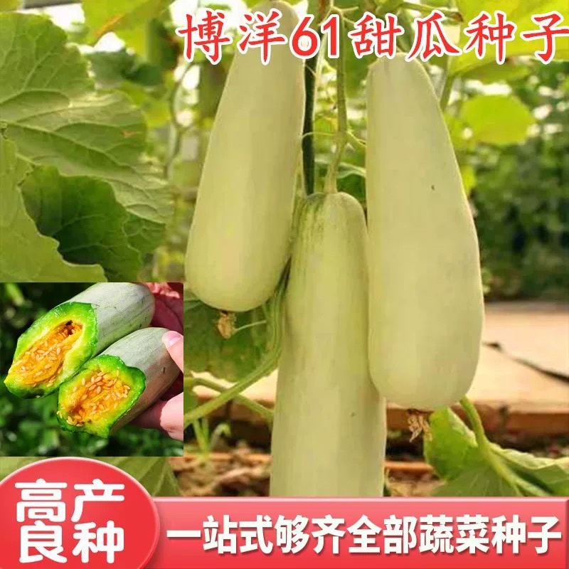 嫁接羊角蜜甜瓜苗博洋9嫁接博洋61嫁接绿宝石