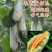 嫁接羊角蜜甜瓜苗博洋9嫁接博洋61嫁接绿宝石