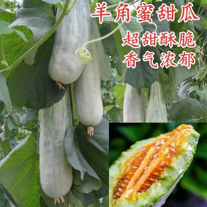 嫁接羊角蜜甜瓜苗博洋9嫁接博洋61嫁接绿宝石