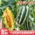 嫁接羊角蜜甜瓜苗博洋9嫁接博洋61嫁接绿宝石