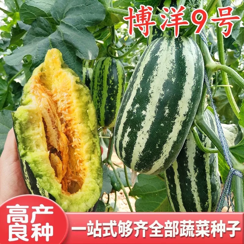 嫁接羊角蜜甜瓜苗博洋9嫁接博洋61嫁接绿宝石