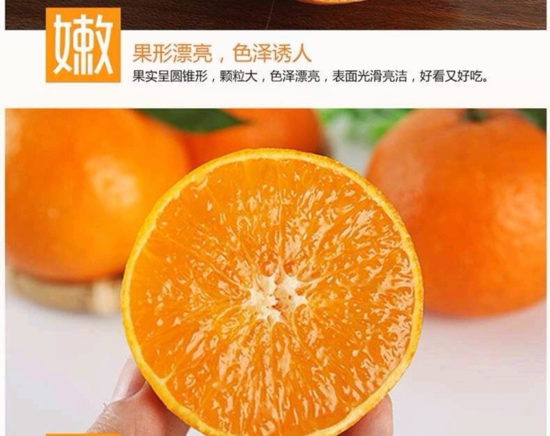 百亩爱媛橙皮薄多汁，香甜无渣可对接超市电商批发市场