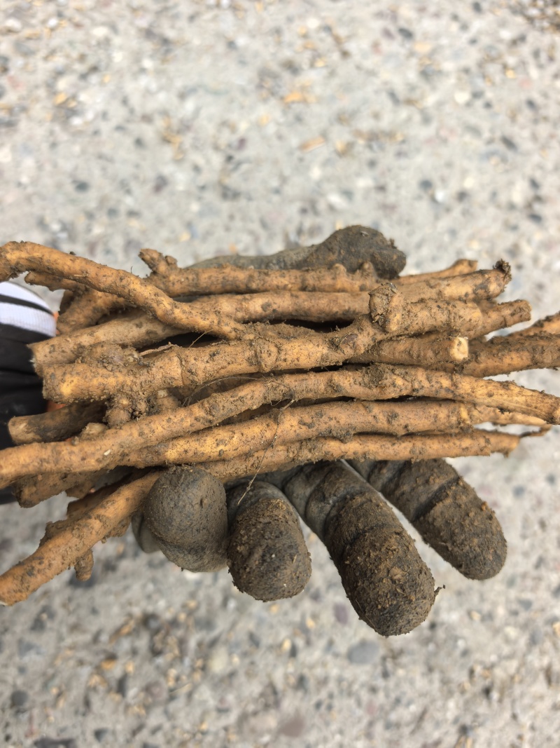 大通草根
