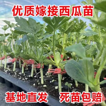 嫁接美都西瓜苗嫁接2k西瓜苗