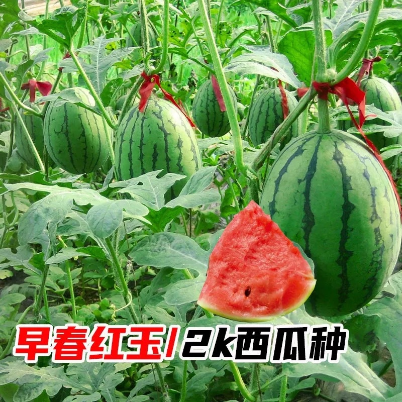 嫁接美都西瓜苗嫁接2k西瓜苗