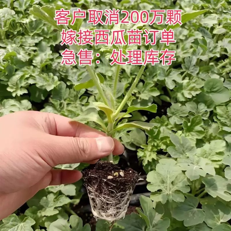 嫁接美都西瓜苗嫁接2k西瓜苗