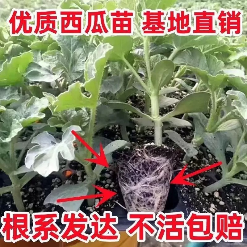 嫁接美都西瓜苗嫁接2k西瓜苗