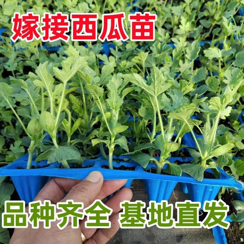 嫁接美都西瓜苗嫁接2k西瓜苗