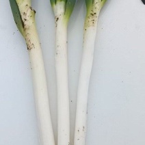 河南南阳大长腿刚葱，货源充足，供货全国各地