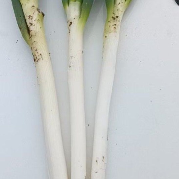 河南南阳大长腿刚葱，货源充足，供货全国各地