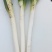 河南南阳大长腿刚葱，货源充足，供货全国各地