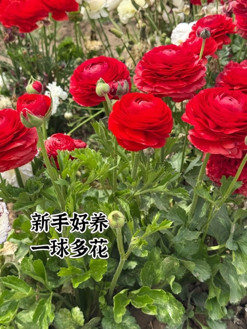 一手货源自家苗圃催芽花毛茛种球重瓣洋牡丹球根多年生耐寒花卉