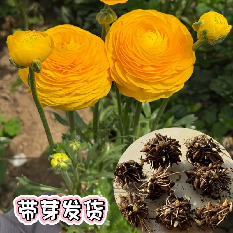 一手货源自家苗圃催芽花毛茛种球重瓣洋牡丹球根多年生耐寒花卉