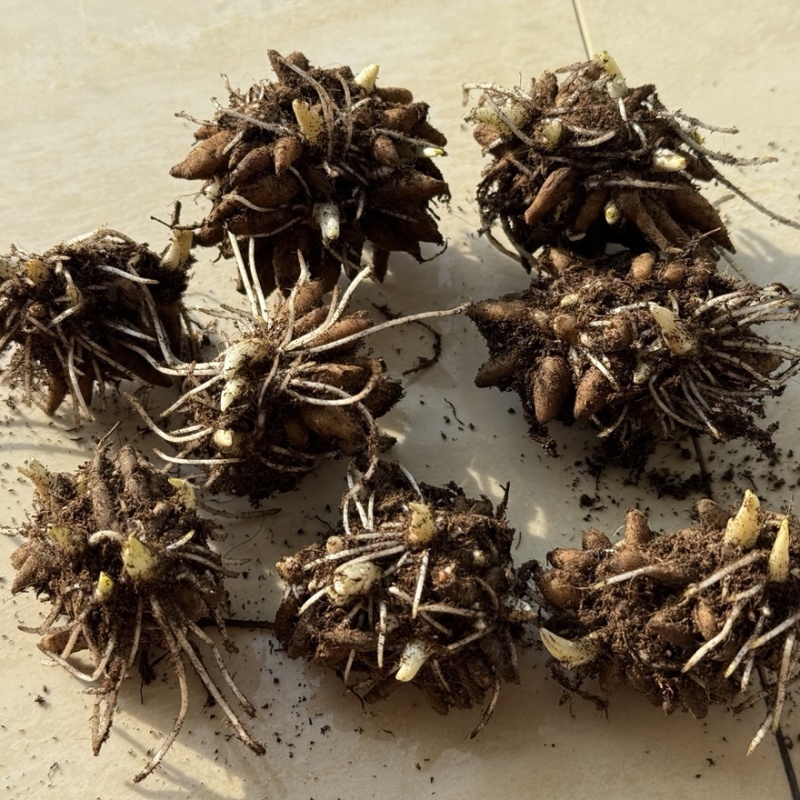 一手货源自家苗圃催芽花毛茛种球重瓣洋牡丹球根多年生耐寒花卉