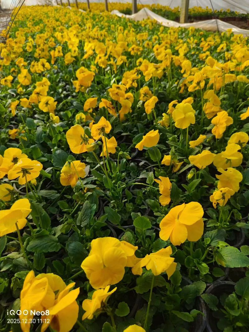抗寒类花卉植物三色堇颜色多，基地直供，可视频看货