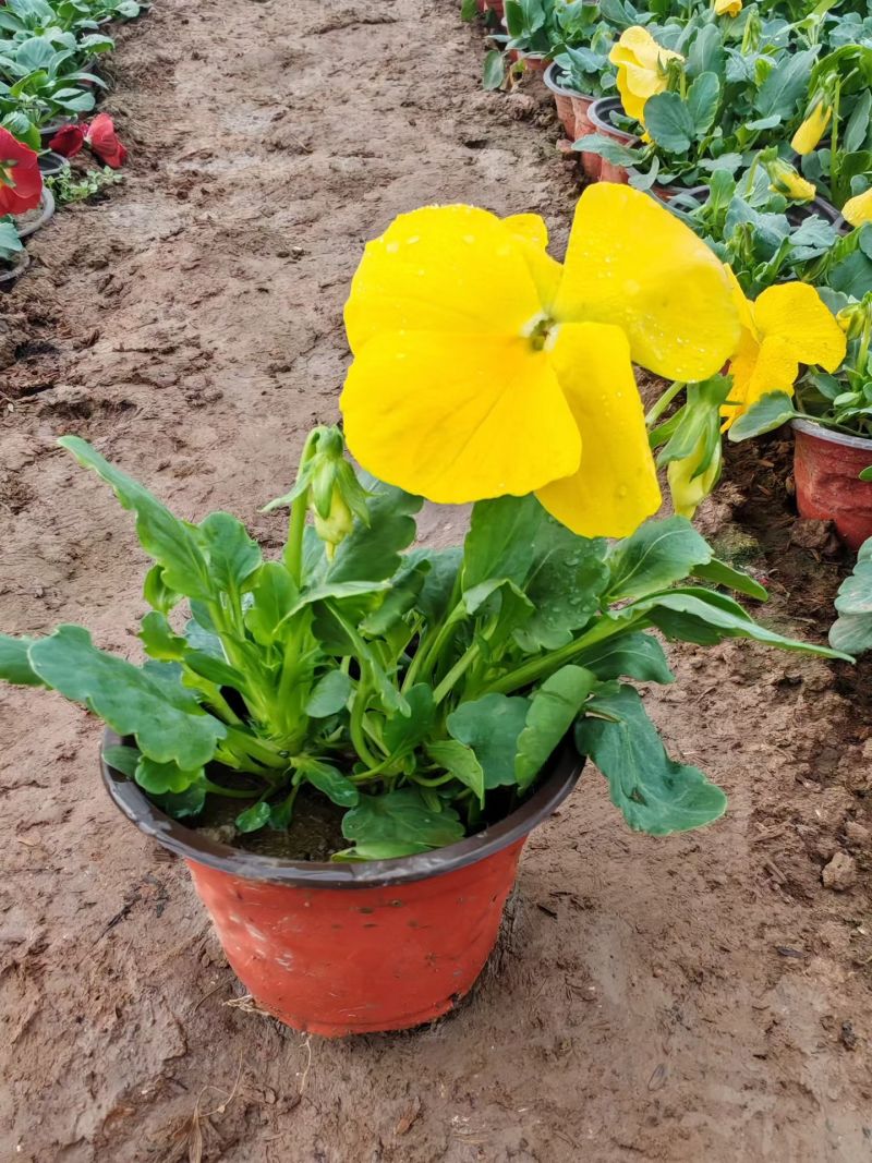 抗寒类花卉植物三色堇颜色多，基地直供，可视频看货